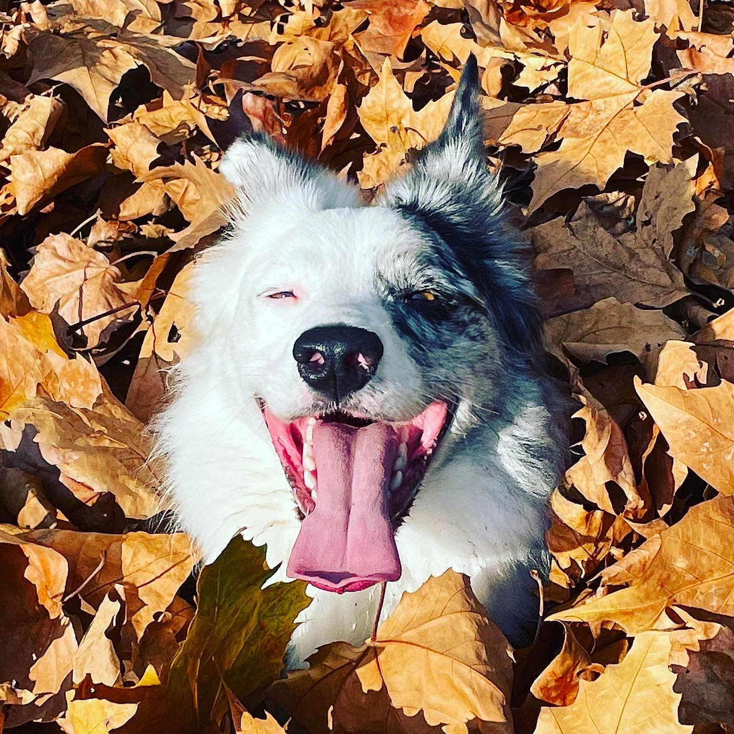 Peanuts a rejoint le concours — aidez-le/la à gagner de superbes lots ! animal, autumn, bodypart, canine, dog, face, head, husky, leaf, mouth, outdoors, person, pet, photography, plant, portrait, puppy, tree, vegetation, whitedog