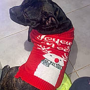 Django a rejoint le concours — aidez-le/la à gagner de superbes lots ! dog, brindle, sweater, red_sweater, snowman, floor, tile_floor, person, shoes, neon_shoes, pants, pet, indoor, holiday, festive, animal, companion, looking_away, seated, cute