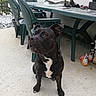 Django a rejoint le concours — aidez-le/la à gagner de superbes lots ! dog, black_dog, white_patch, plastic_chair, outdoor, patio, table, shoes, concrete_floor, plant, potted_plant, furniture, pet, animal, sitting, looking_away, daylight, garden, casual, domestic