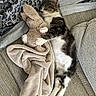 Nosh participe au concours pour gagner de l'argent avec cette photo : kitten, cat, sleeping, plush_toy, bunny, blanket, couch, fabric, cozy, resting, paw, fur, home, comfort, nap, tabby, white, cute, pet, indoor