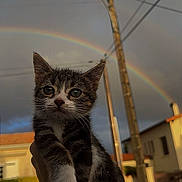 Nosh participe au concours pour gagner de l'argent avec cette photo : kitten, cat, animal, pet, rainbow, sky, cloudy, outdoor, hand, person, electric_pole, wires, building, street, sunset, colorful, nature, cute, fur, portrait