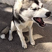 Purple participe au concours pour gagner de l'argent avec cette photo : dog, husky, sitting, concrete, outdoor, sunlight, shadow, stone_wall, pet, animal, canine, mouth_open, yawning, fur, ears, paw, daylight, closeup, expression, quiet