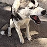 dog, husky, sitting, concrete, outdoor, sunlight, shadow, stone_wall, pet, animal, canine, mouth_open, yawning, fur, ears, paw, daylight, closeup, expression, quiet