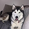 dog, siberian_husky, pet, canine, animal, fur, couch, indoor, relaxed, smiling, face, ears, paws, blanket, home, comfortable, looking_at_camera, friendly, tongue_out, furniture