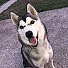 Purple a rejoint le concours — aidez-le/la à gagner de superbes lots ! dog, husky, pet, animal, outdoor, sidewalk, grass, happy, smiling, canine, fur, ears, tongue, sitting, friendly, nature, playful, young, cute, companion