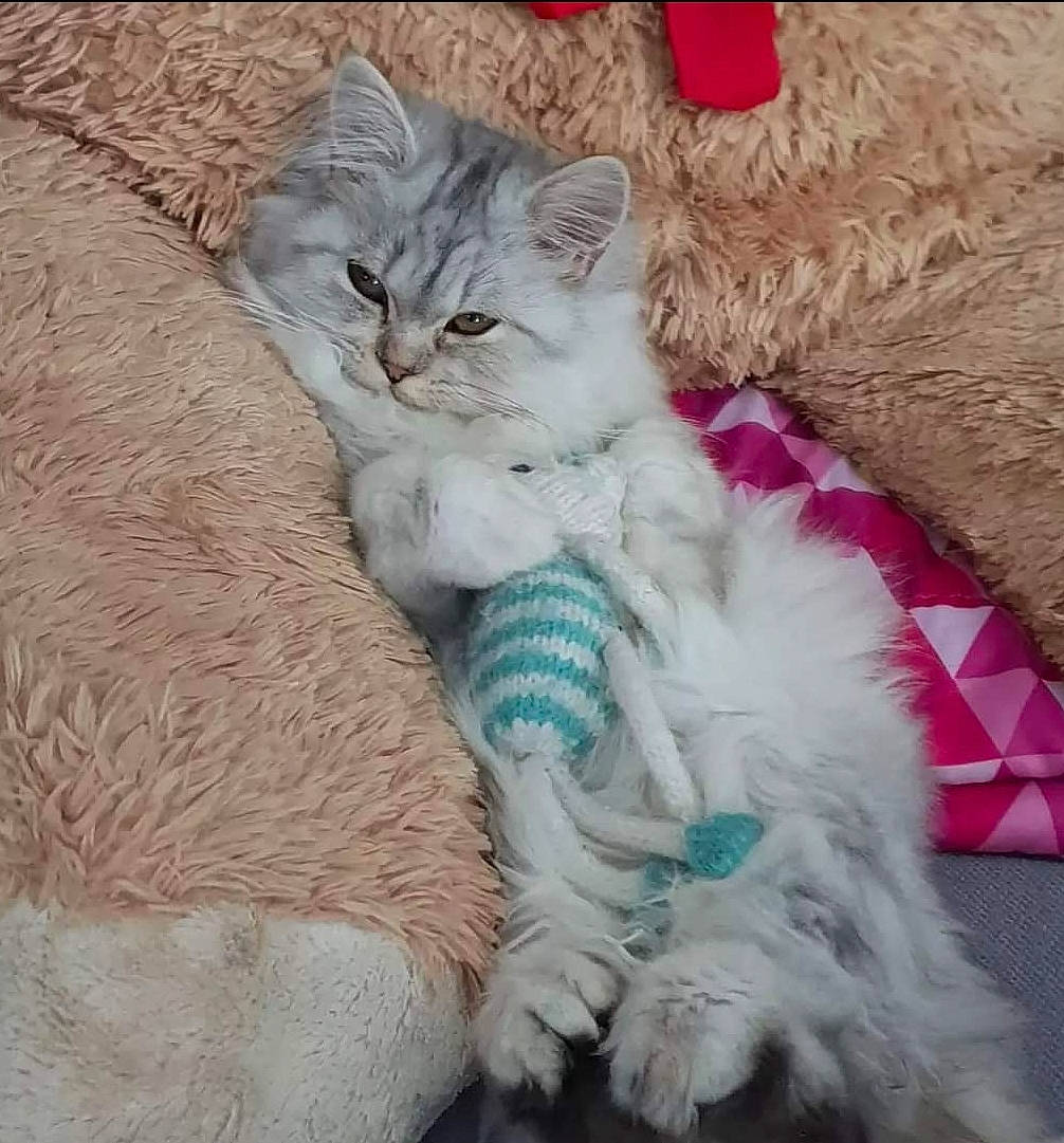 Aurora is registered to the contest to win money with this photo: carnivore, cat, claw, comfort, domestic_short_haired_cat, fawn, felidae, fur, grey, lap, nap, paw, sitting, sleep, small_to_medium_sized_cats, tail, whiskers