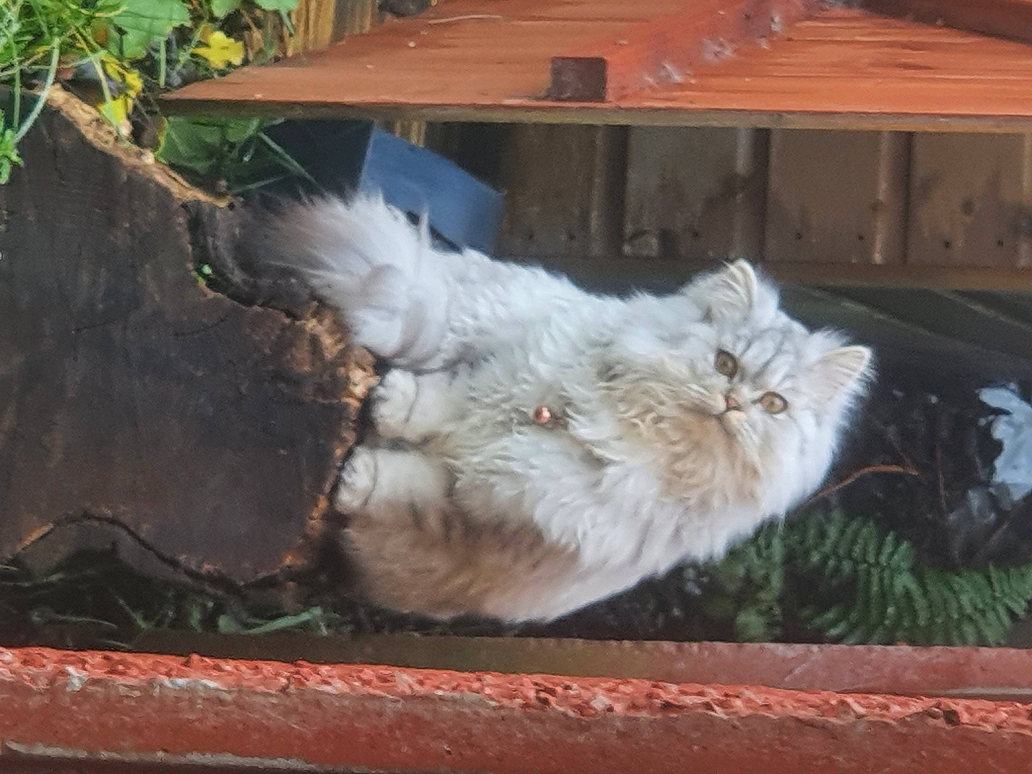 Aurora is registered to the contest to win money with this photo: beak, canidae, carnivore, cat, companion_dog, dog_breed, fawn, felidae, fur, grass, livestock, plant, rabbits_and_hares, small_to_medium_sized_cats, snout, sporting_group, tail, terrestrial_animal, whiskers, wood