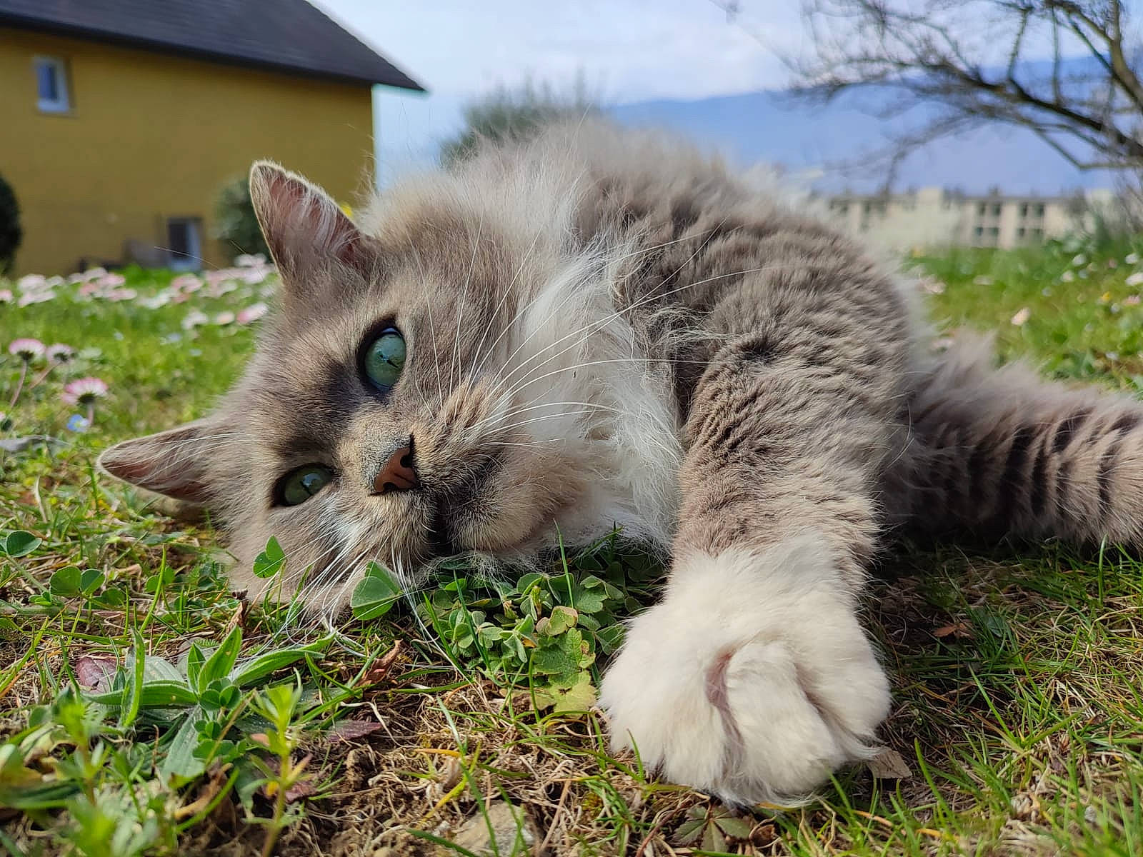 Berlingot a rejoint le concours — aidez-le/la à gagner de superbes lots ! carnivore, cat, claw, domestic_short_haired_cat, eye, fawn, felidae, fur, grass, groundcover, herb, paw, plant, sky, small_to_medium_sized_cats, snout, tail, terrestrial_animal, tree, whiskers