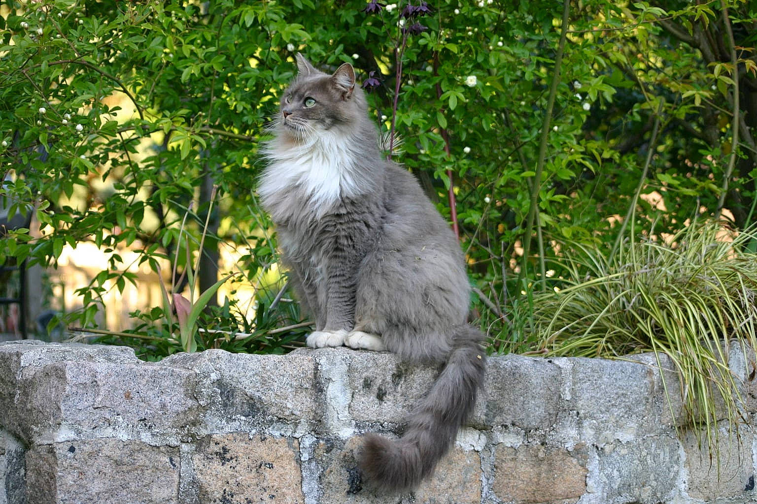 Berlingot a rejoint le concours — aidez-le/la à gagner de superbes lots ! annual_plant, british_longhair, carnivore, cat, domestic_short_haired_cat, fawn, felidae, fur, garden, grass, groundcover, plant, shrub, small_to_medium_sized_cats, snout, tail, terrestrial_animal, tree, twig, whiskers