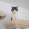Floki a rejoint le concours — aidez-le/la à gagner de superbes lots ! animal, cat, cat_tree, closeup, curious, domestic, ears, feline, fur, household, indoor, looking, mammal, perched, pet, pet_furniture, plush, tabby, whiskers, white