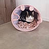 cat, pet, animal, feline, tunnel_bed, pink, cozy, indoor, floor, curious, green_eyes, soft_fabric, resting, looking, household, minimalistic, wooden_furniture, neutral_colors, domestic, cute