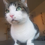 Floki a rejoint le concours — aidez-le/la à gagner de superbes lots ! animal, background_blur, cat, close_up, curious, cute, domestic_cat, feline, front_paws, green_eyes, indoor, looking_away, pet, pink_nose, portrait, short_fur, soft_light, tabby, whiskers, white_fur