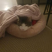 Floki participe au concours pour gagner de l'argent avec cette photo : cat, blanket, bed, cozy, indoor, pet, feline, resting, sleeping, pink, soft, cushion, carpet, quiet, home, animal, relaxing, domestic, fur, comfort