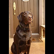 Koda joined the competition — help win amazing prizes! alert, animal, brown, calm, canine, chocolate, collar, dog, domestic, door, fur, home, labrador, light, outdoor, pet, porch, portrait, sitting, waiting