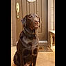 alert, animal, brown, calm, canine, chocolate, collar, dog, domestic, door, fur, home, labrador, light, outdoor, pet, porch, portrait, sitting, waiting