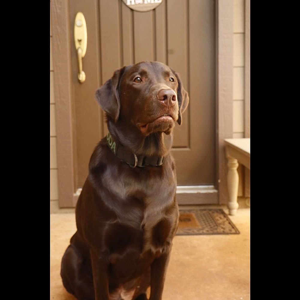 Koda