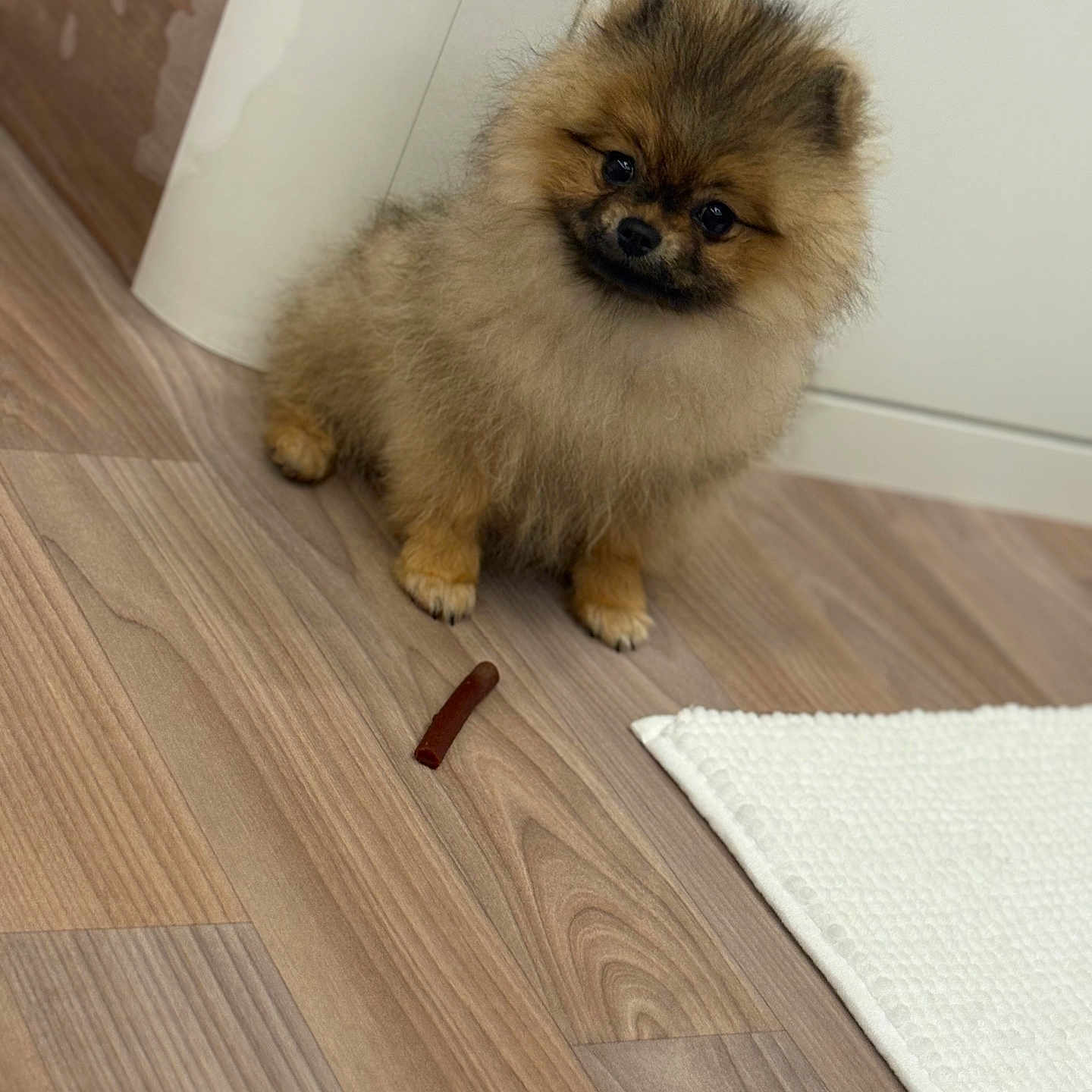 élya participe au concours pour gagner de l'argent avec cette photo : adorable, animal, companion, curious, cute, dog, domestic, flooring, fluffy, fur, head_tilt, home, indoor, pet_treat, pomeranian, puppy, small, white_rug, wooden_floor, young
