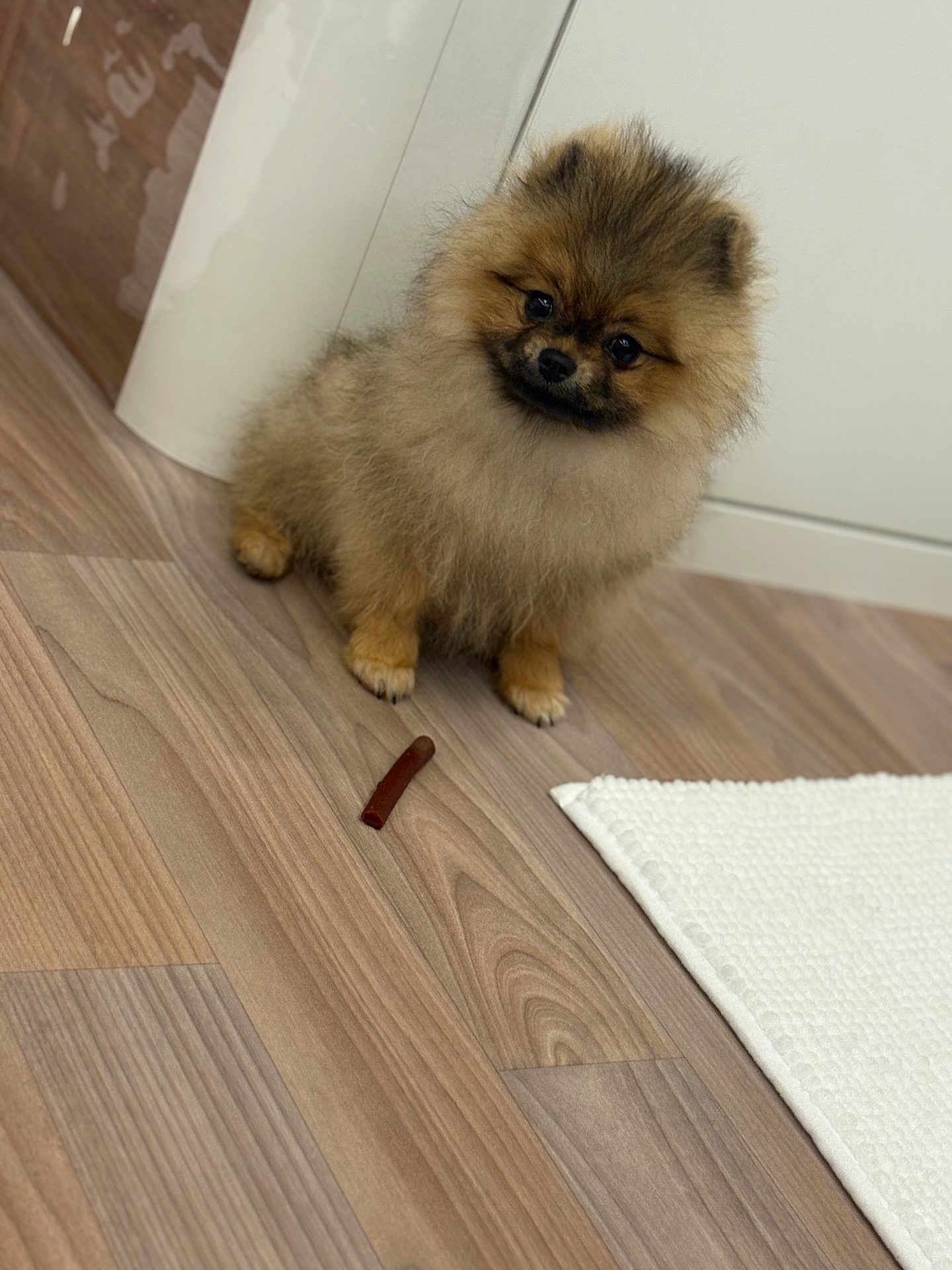 élya participe au concours pour gagner de l'argent avec cette photo : dog, puppy, pomeranian, fluffy, indoor, wooden_floor, pet_treat, curious, small, cute, fur, head_tilt, domestic, animal, companion, white_rug, flooring, home, adorable, young