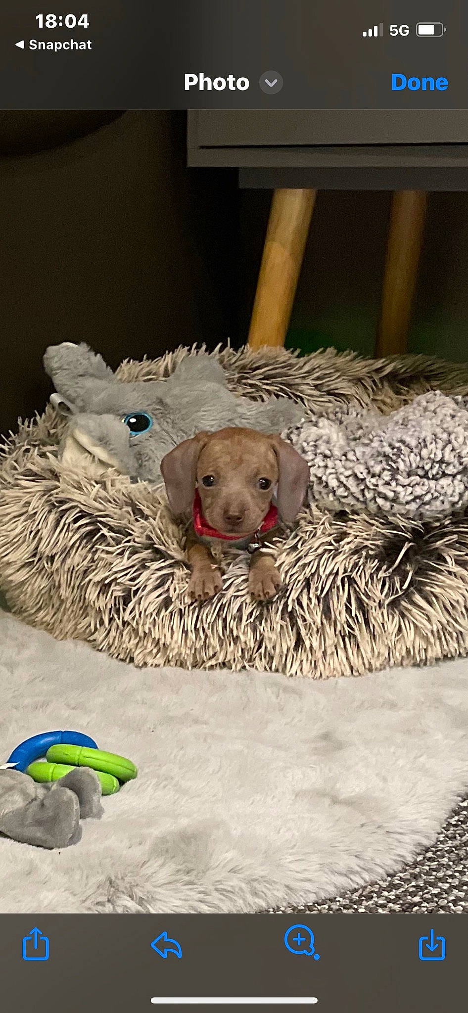 Bambi joined the competition — help win amazing prizes! art, canidae, carnivore, chinese_crested_dog, companion_dog, dog, dog_breed, dog_supply, dog_toy, fawn, fur, linens, paw, plush, sporting_group, stuffed_toy, terrestrial_animal, toy, toy_dog, working_animal