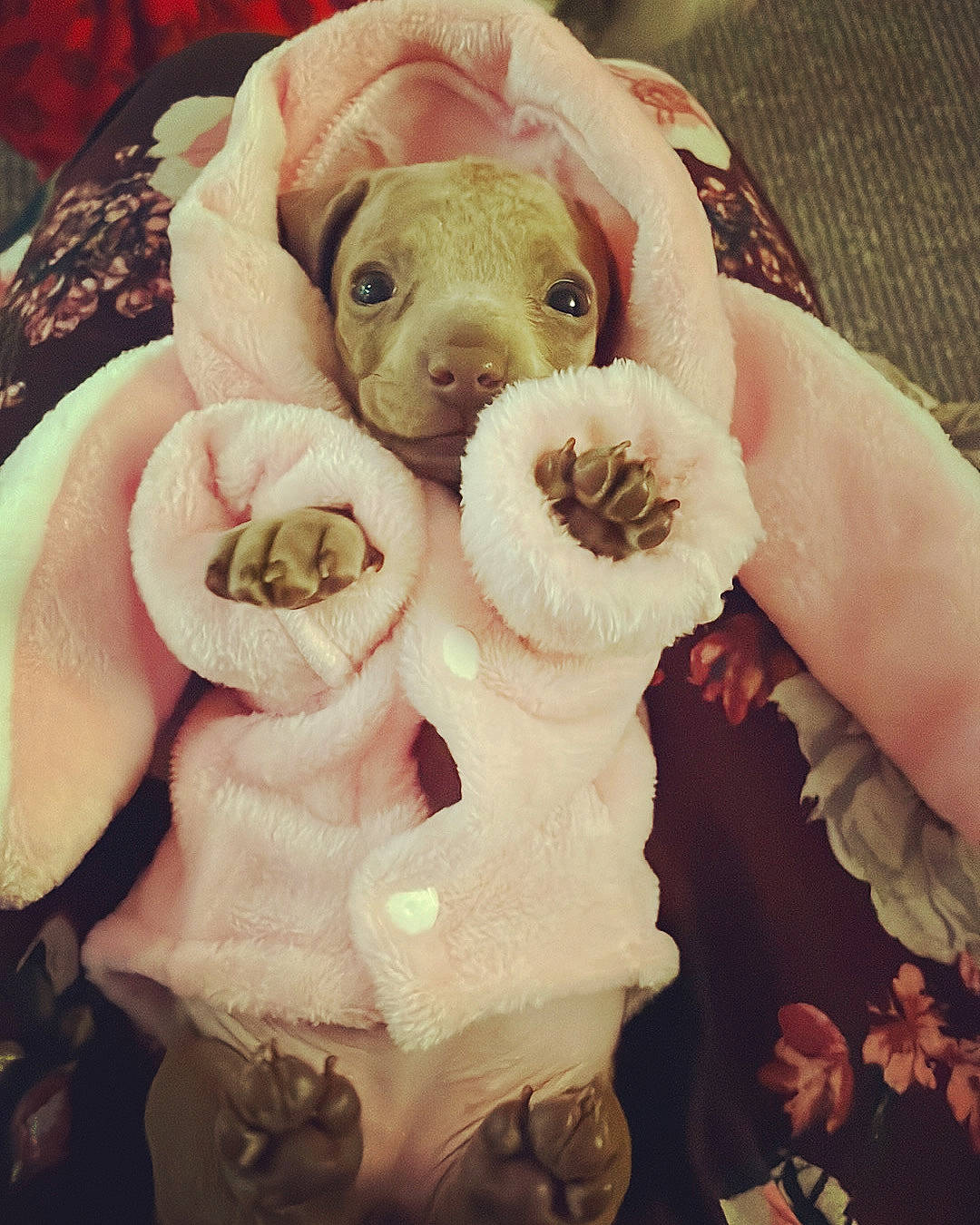 Bambi joined the competition — help win amazing prizes! canidae, carnivore, comfort, comfort_food, companion_dog, cut_flowers, dog_breed, fawn, floral_design, flower, fur, linens, nail, petal, pink, plush, rose, rose_family, stuffed_toy, sweetness