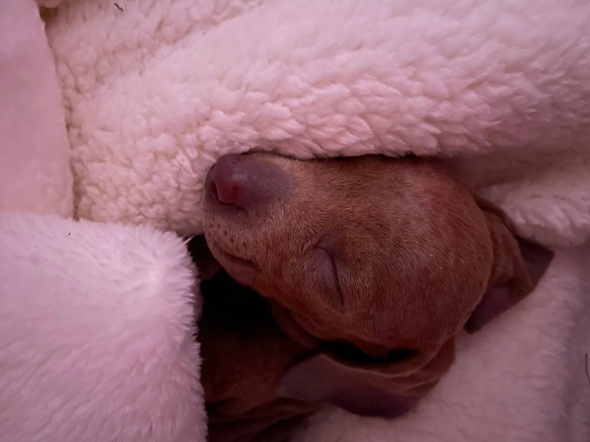 Bambi is registered to the contest to win money with this photo: canidae, carnivore, comfort, companion_dog, dog, dog_breed, ear, fawn, fur, liver, nap, non_sporting_group, sleep, sporting_group, terrestrial_animal, whiskers, wrinkle