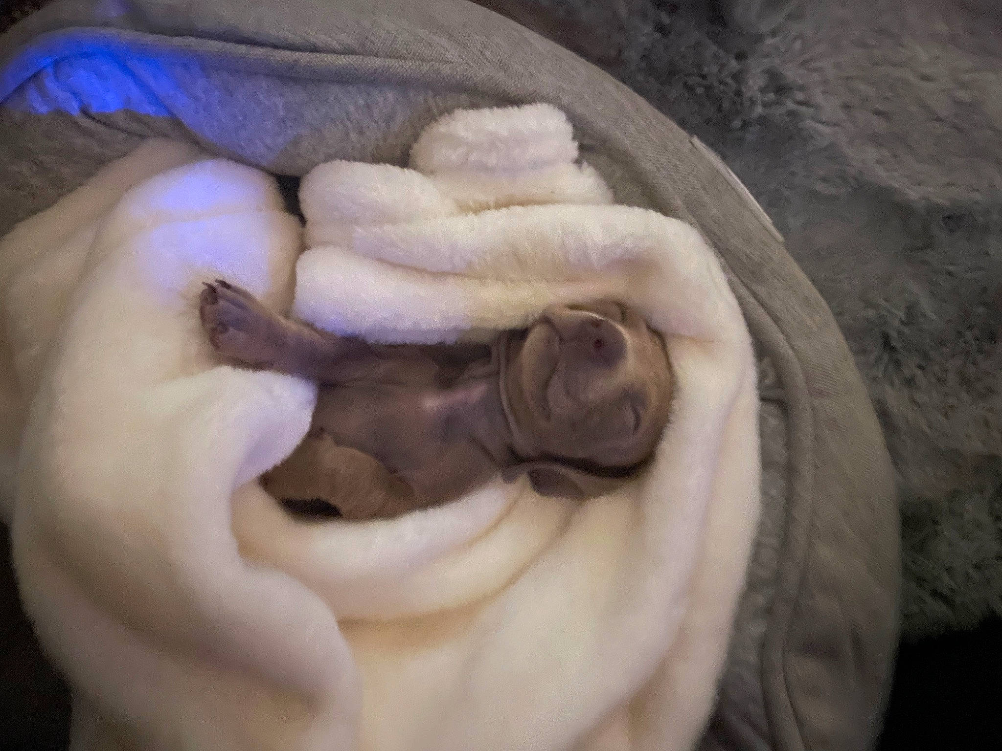 Bambi is registered to the contest to win money with this photo: abdomen, art, boa, canidae, chest, comfort, fawn, felidae, flesh, fur, gesture, human_leg, jaw, nail, paw, reptile, serpent, snake, thumb, wrinkle