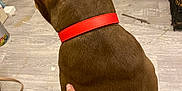 Coba Rodriguez joined the competition — help win amazing prizes! dog, brown_dog, red_collar, back_view, hand, wooden_floor, indoor, pet, animal, fur, collar, human_hand, calm, sitting, domestic, companion, flooring, quiet, bond, cozy