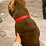 dog, brown_dog, red_collar, back_view, hand, wooden_floor, indoor, pet, animal, fur, collar, human_hand, calm, sitting, domestic, companion, flooring, quiet, bond, cozy