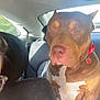 Coba Rodriguez is registered to the contest to win money with this photo: dog, brown_dog, white_markings, red_collar, car_interior, backseat, window, seat, headrest, person, glasses, sunlight, candid, pet, animal, sitting, indoors, vehicle, casual, portrait