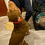 dog, brown_dog, red_collar, indoor, person, floor, crate, household, pet, blurred, sitting, legs, pants, door, carpet, wall, furniture, animal, canine, domestic