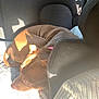 Coba Rodriguez joined the competition — help win amazing prizes! dog, brown_dog, car_interior, sunlight, shadow, seat, curled_up, pet, animal, resting, cozy, warm_light, furry, domestic_animal, relaxing, inside, transportation, companion, sleepy, quiet