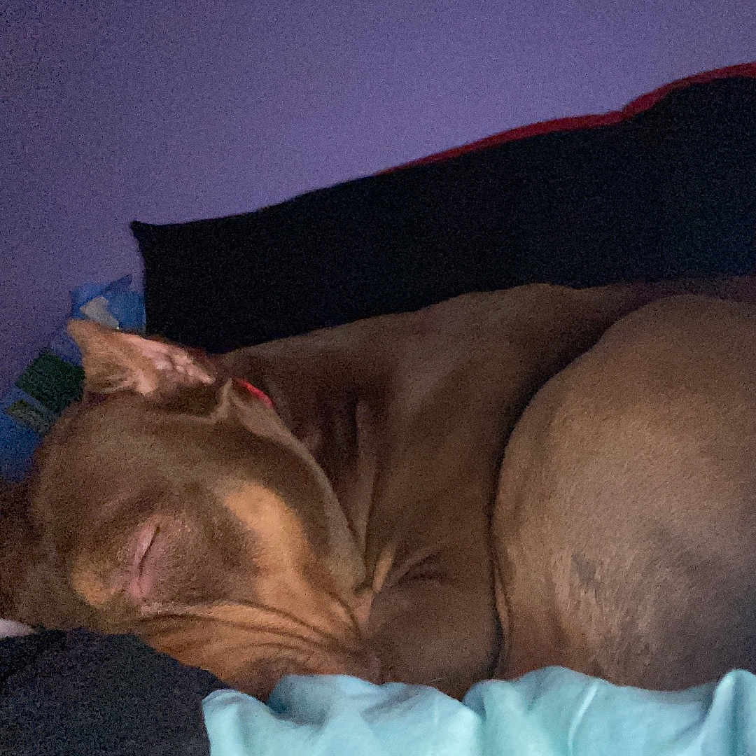 Coba Rodriguez joined the competition — help win amazing prizes! bed, blanket, brown_dog, canine, comfort, cozy, curled_up, dog, domestic_animal, fur, indoor, mammal, nap, peaceful, pet, pillow, quiet, relaxed, resting, sleeping