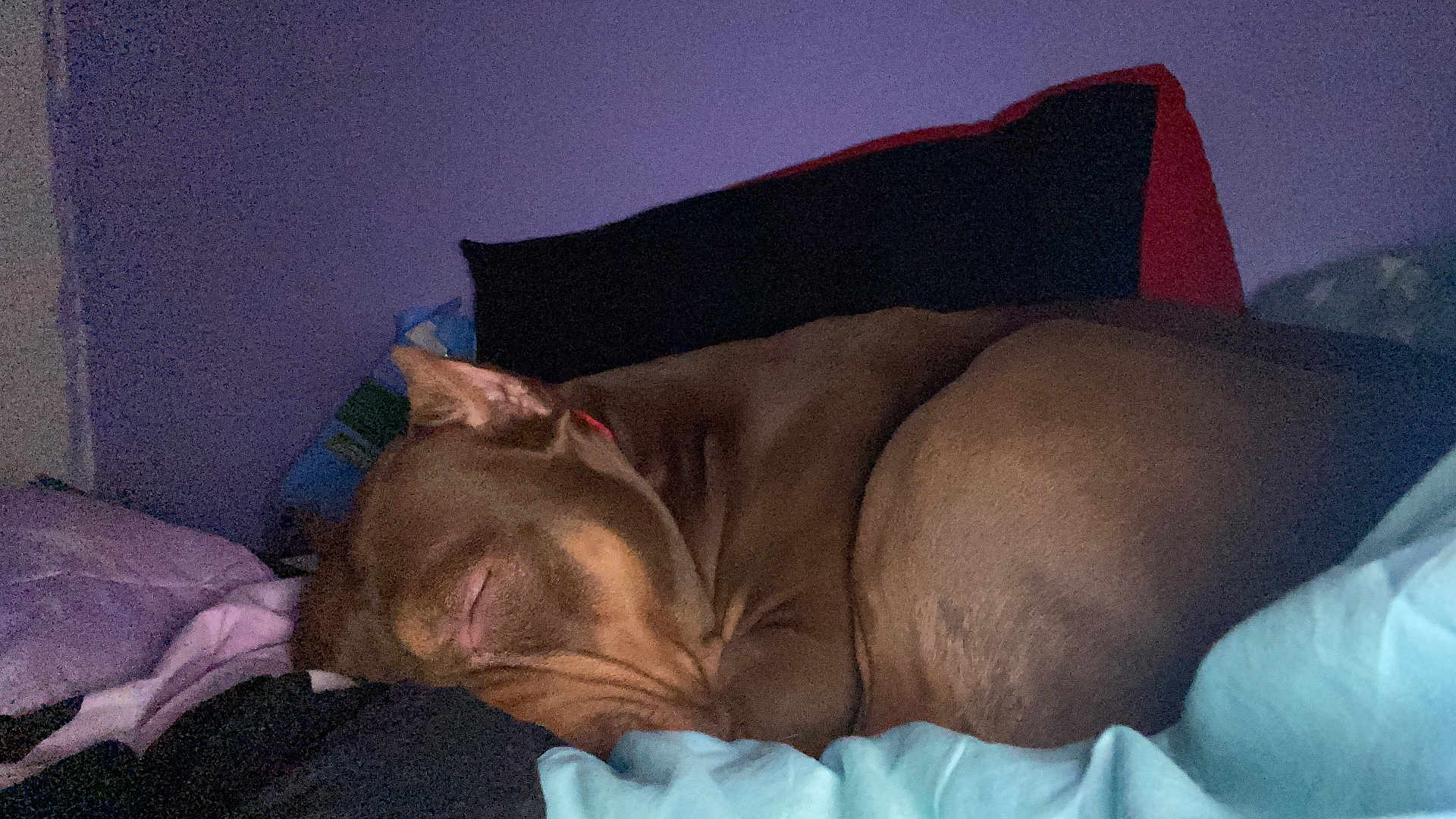 Coba Rodriguez joined the competition — help win amazing prizes! dog, sleeping, bed, blanket, pillow, brown_dog, curled_up, indoor, resting, cozy, pet, canine, fur, relaxed, quiet, domestic_animal, mammal, comfort, peaceful, nap