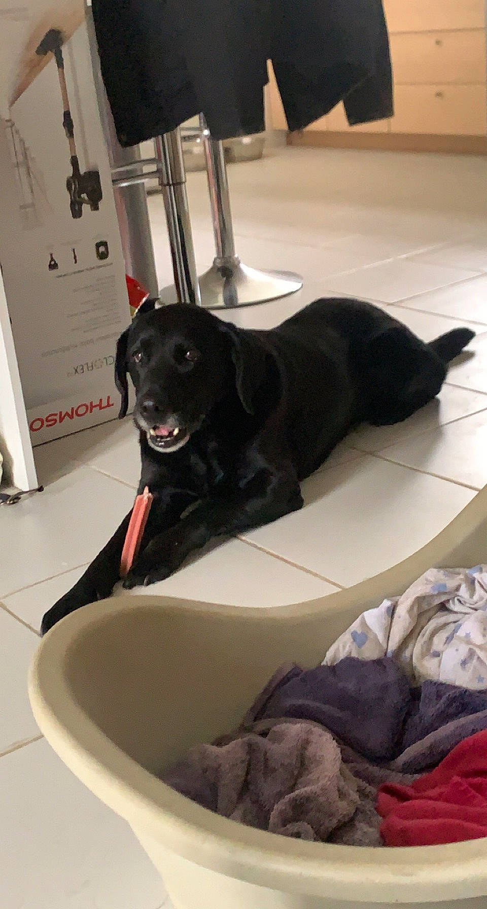 Gold participe au concours pour gagner de l'argent avec cette photo : borador, canidae, carnivore, collar, comfort, companion_dog, dog, dog_breed, dog_collar, dog_supply, flooring, guard_dog, non_sporting_group, pet_supply, retriever, room, sporting_group, tail, working_animal