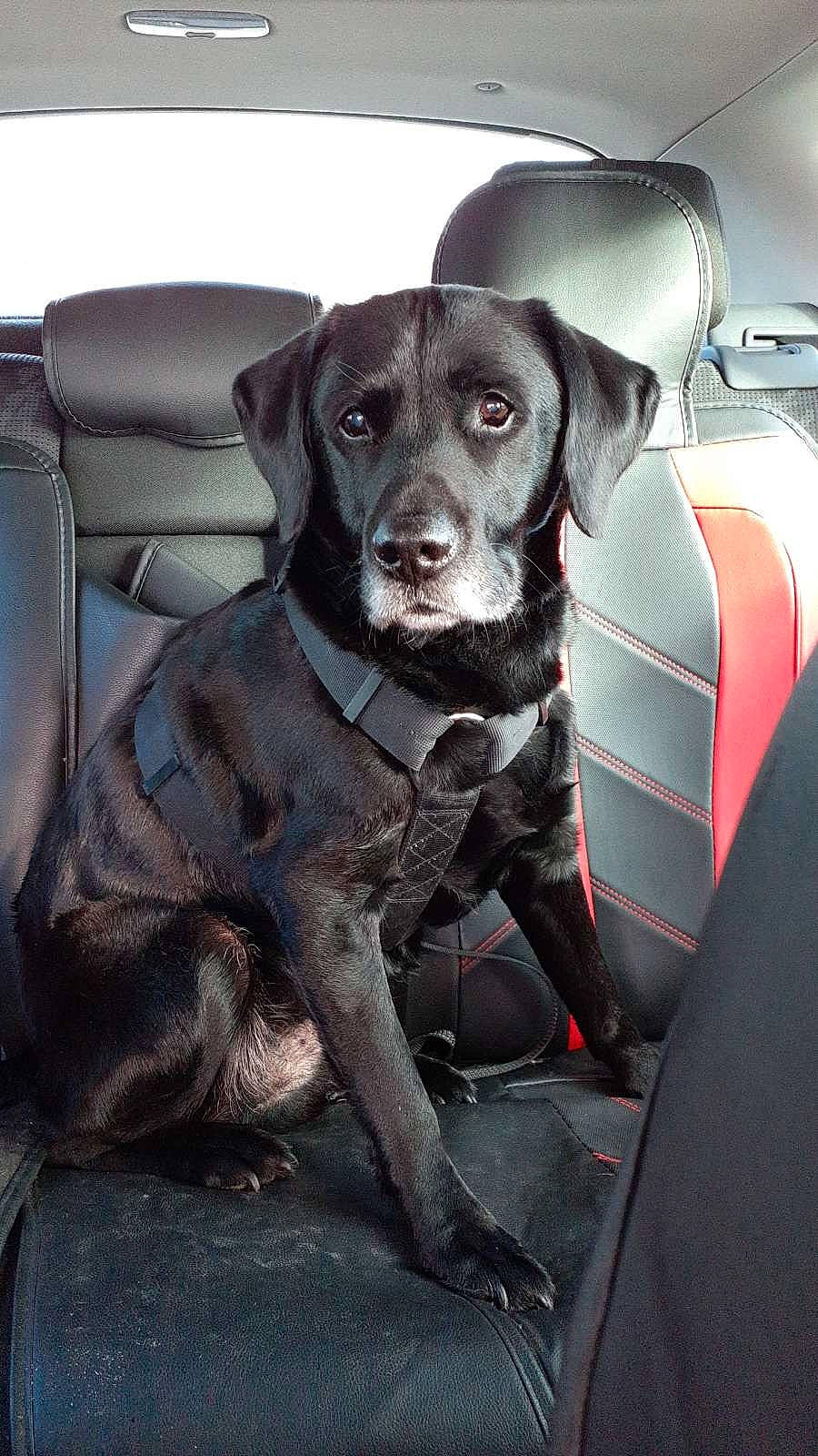 Gold participe au concours pour gagner de l'argent avec cette photo : auto_part, automotive_design, automotive_exterior, canidae, car, car_seat, carnivore, collar, companion_dog, dog, dog_breed, family_car, fur, motor_vehicle, snout, sporting_group, vehicle, vehicle_door, whiskers, working_animal
