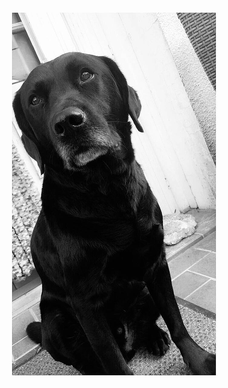 Gold a rejoint le concours — aidez-le/la à gagner de superbes lots ! black, borador, canidae, carnivore, collar, companion_dog, dog, dog_breed, dog_collar, fur, gun_dog, monochrome, monochrome_photography, snout, sporting_group, style, terrestrial_animal, tints_and_shades, whiskers, working_animal