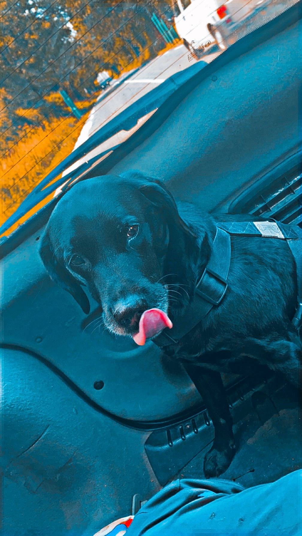 Gold a rejoint le concours — aidez-le/la à gagner de superbes lots ! automotive_exterior, automotive_lighting, automotive_window_part, blue, carnivore, companion_dog, dog, dog_breed, electric_blue, hood, leisure, mammal, motor_vehicle, snout, sporting_group, tints_and_shades, vehicle, vehicle_door, windshield, winter