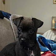 Milo is registered to the contest to win money with this photo: animal, black_dog, blanket, closeup, collar, couch, cozy, curious, cute, dog, eyes, face, fur, indoor, nose, pet, puppy, sitting, whiskers, young_dog