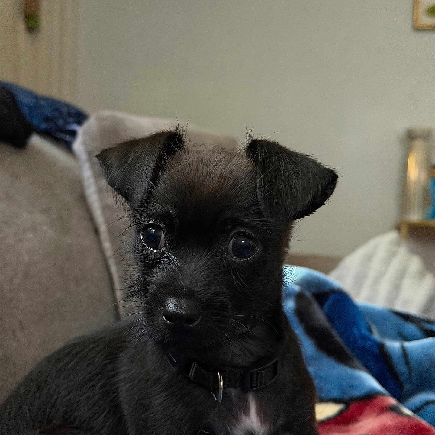 Milo is registered to the contest to win money with this photo: animal, black_dog, blanket, closeup, collar, couch, cozy, curious, cute, dog, eyes, face, fur, indoor, nose, pet, puppy, sitting, whiskers, young_dog