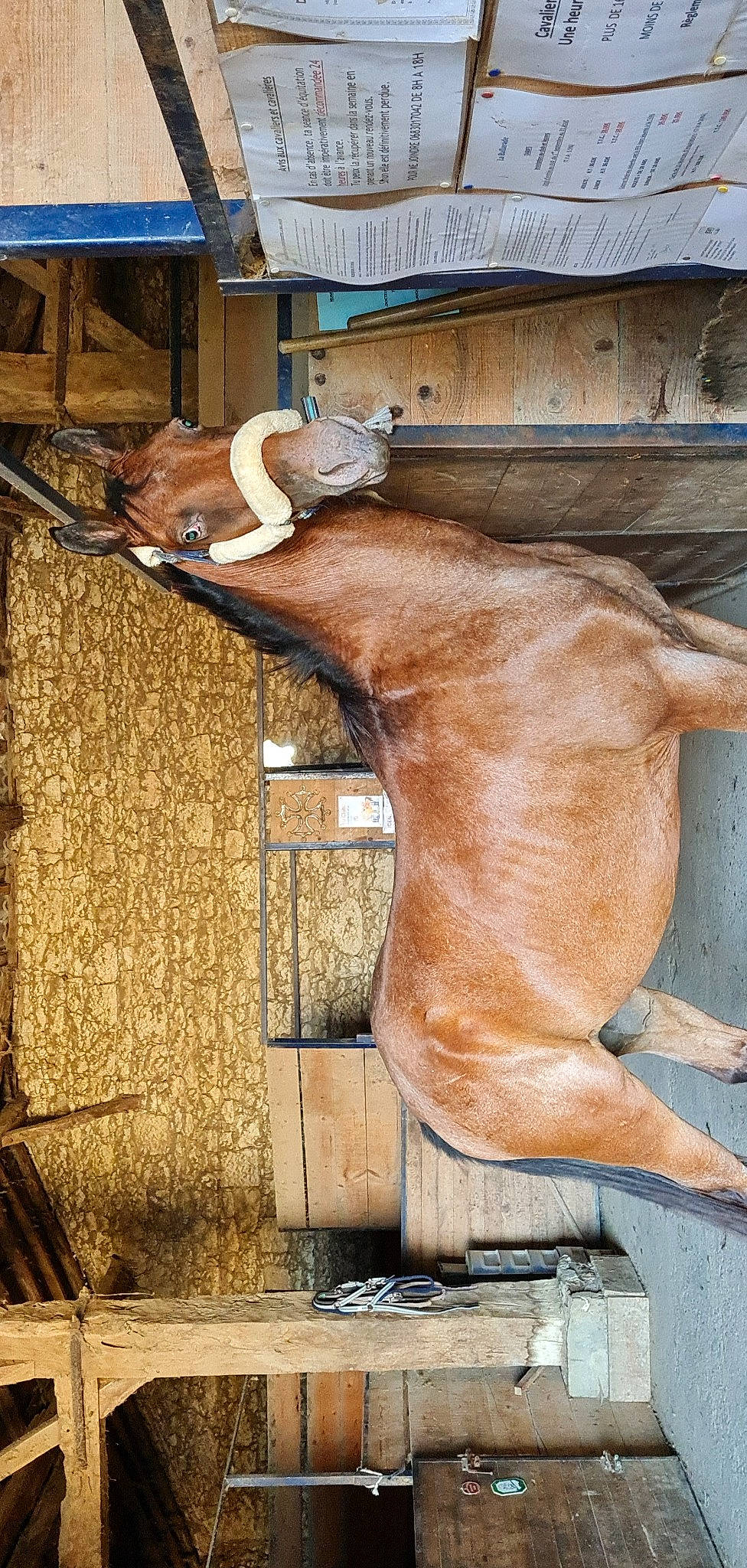 Harley a rejoint le concours — aidez-le/la à gagner de superbes lots ! art, bovine, building, door, facade, fawn, human_leg, liver, livestock, pack_animal, roof, snout, sorrel, stable, stallion, terrestrial_animal, visual_arts, window, wood, working_animal