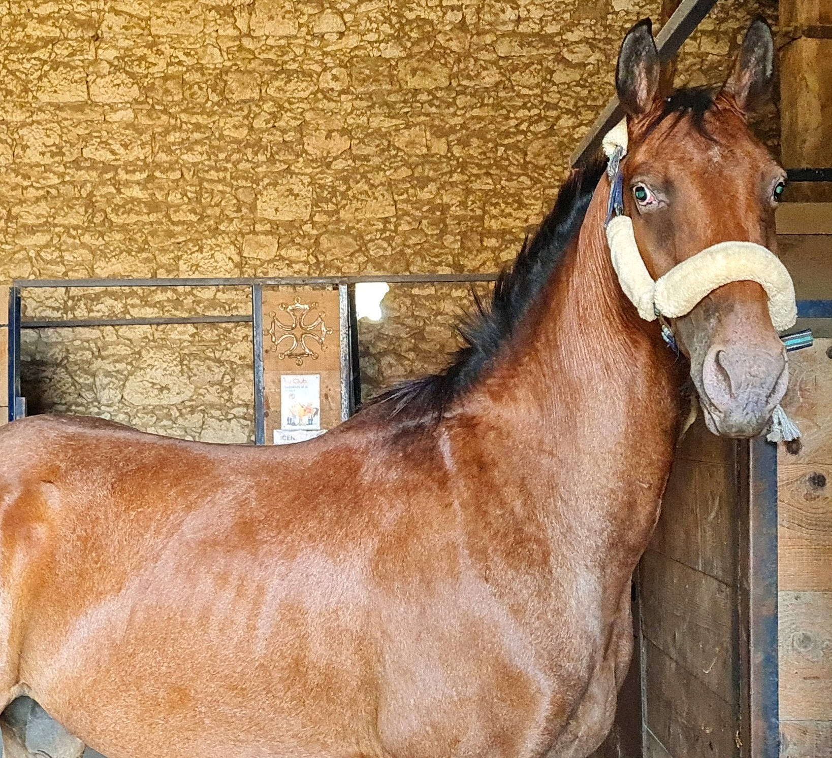 Harley a rejoint le concours — aidez-le/la à gagner de superbes lots ! bit, bridle, horse, horse_supplies, horse_tack, human_body, landscape, liver, livestock, mane, mare, organism, pack_animal, rein, snout, sorrel, stable, stallion, terrestrial_animal, working_animal