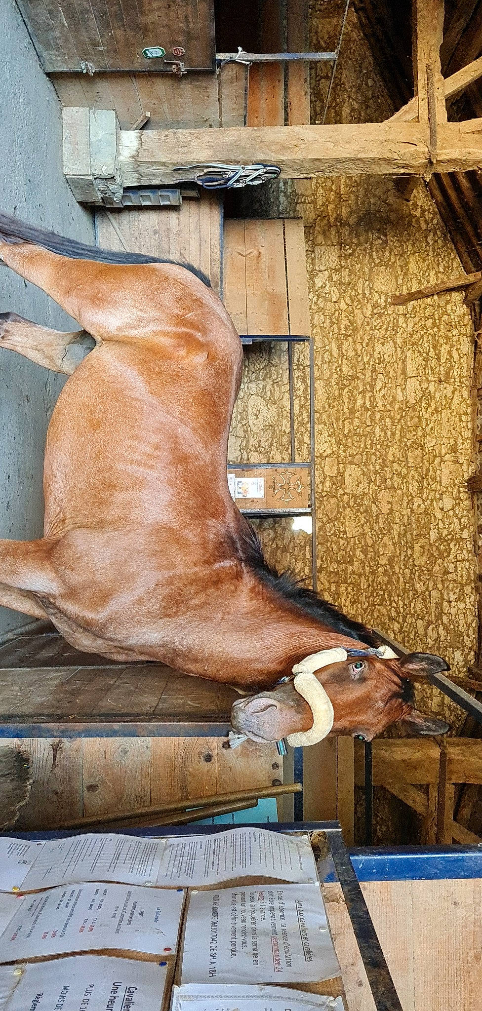 Harley a rejoint le concours — aidez-le/la à gagner de superbes lots ! art, brick, brickwork, bronze, facade, fawn, human_leg, liver, metal, sculpture, shadow, snout, still_life_photography, tints_and_shades, trunk, visual_arts, window, wood, working_animal, wrinkle