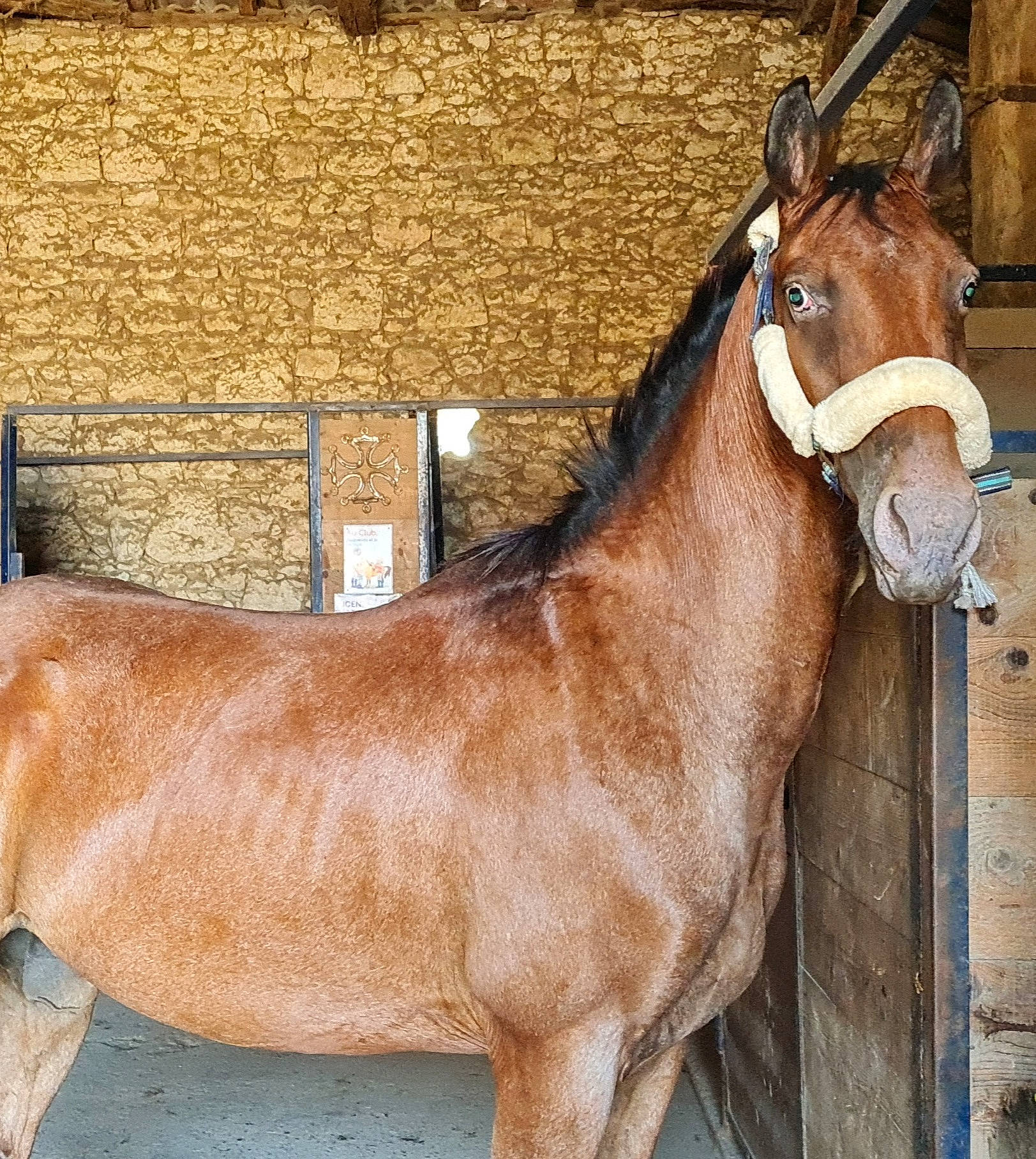 Harley participe au concours pour gagner de l'argent avec cette photo : bit, bridle, eye, fawn, horse, horse_supplies, horse_tack, liver, livestock, mane, mare, pack_animal, pet_supply, snout, sorrel, stable, stallion, terrestrial_animal, wood, working_animal
