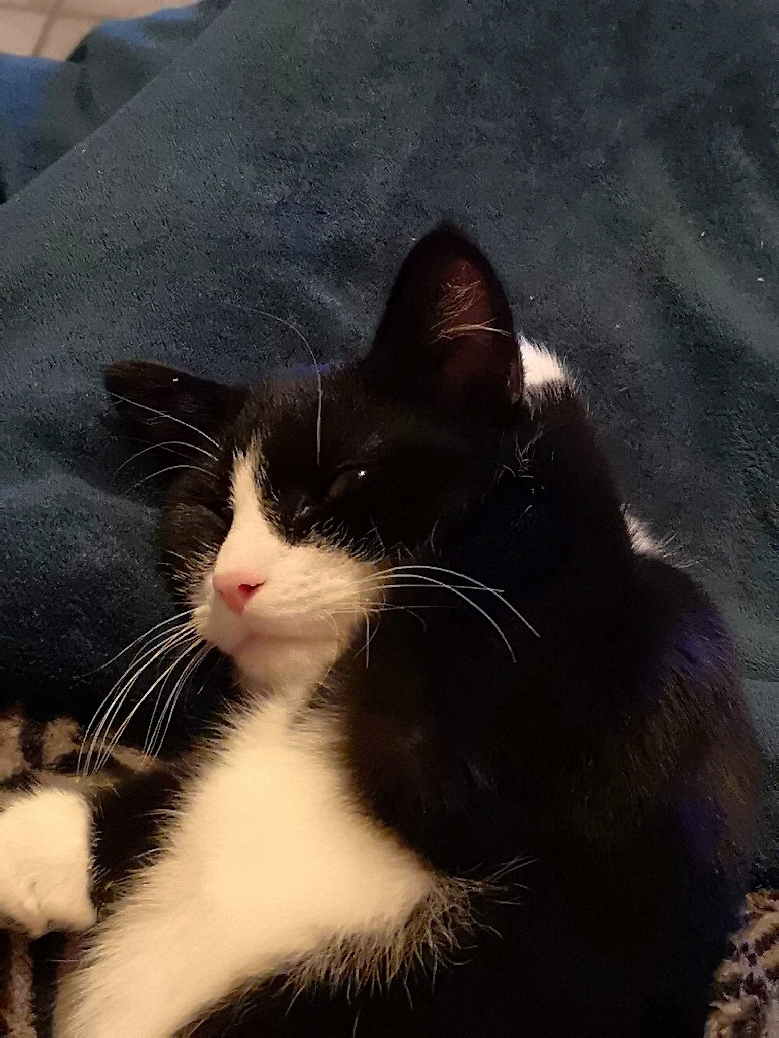 Oasis a rejoint le concours — aidez-le/la à gagner de superbes lots ! aegean_cat, american_wirehair, black_and_white, black_cat, carnivore, cat, domestic_short_haired_cat, ear, european_shorthair, eye, felidae, fur, kitten, mammal, polydactyl_cat, small_to_medium_sized_cats, snout, whiskers