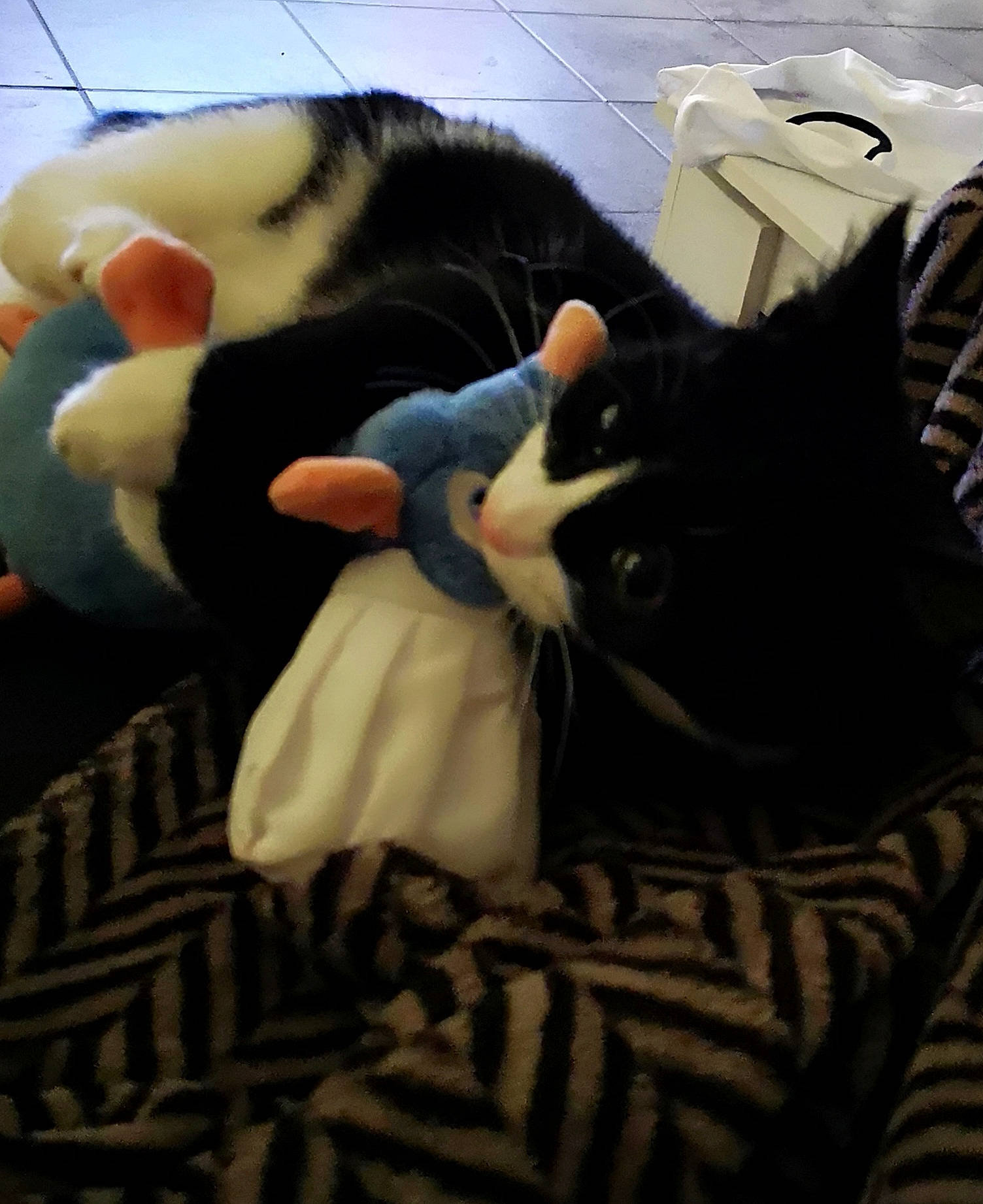 Oasis participe au concours pour gagner de l'argent avec cette photo : black, black_hair, carnivore, cat, domestic_short_haired_cat, ear, felidae, fur, kitten, leg, small_to_medium_sized_cats, whiskers