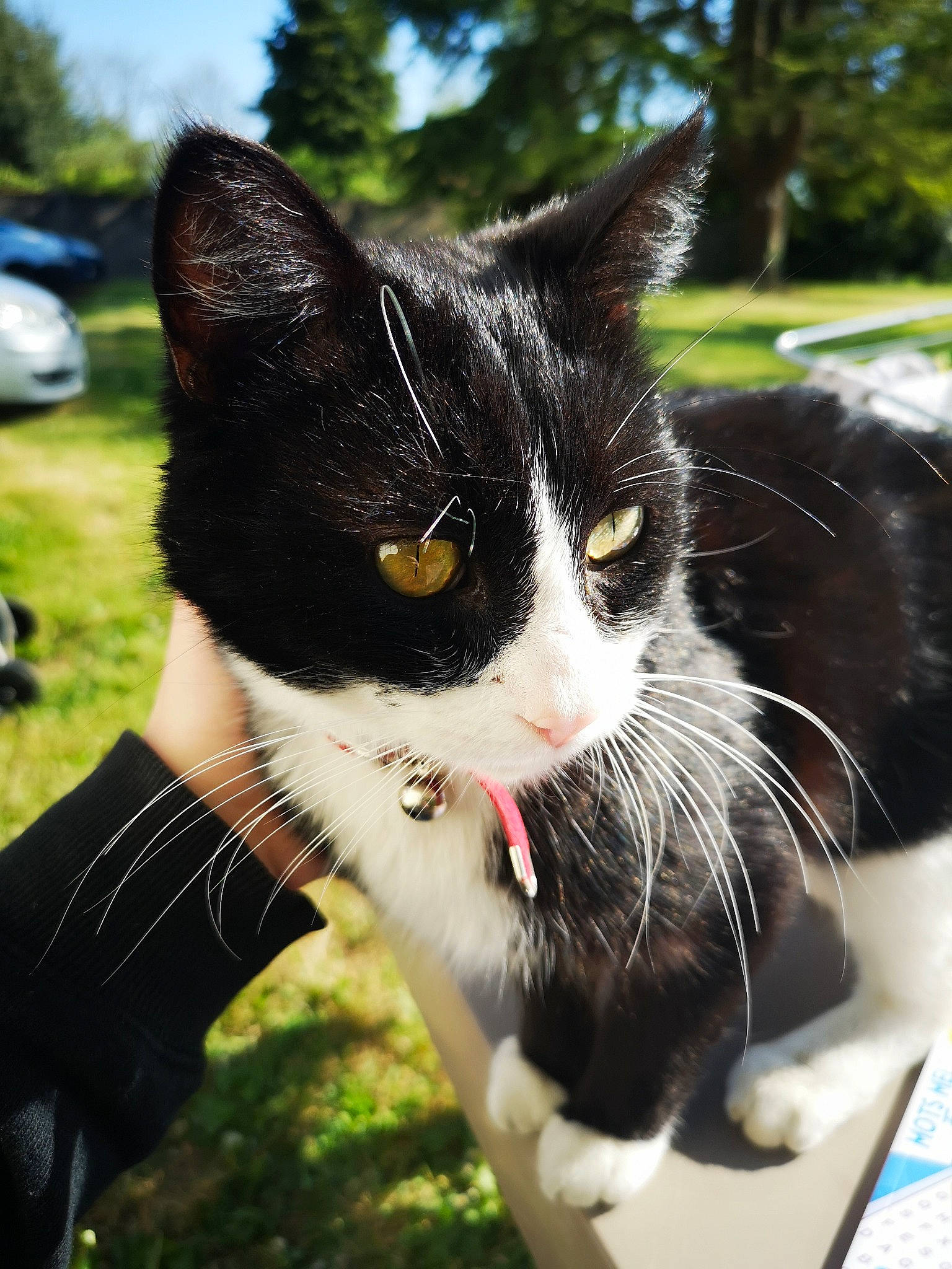 Oasis a rejoint le concours — aidez-le/la à gagner de superbes lots ! aegean_cat, black_and_white, black_cat, carnivore, cat, domestic_short_haired_cat, european_shorthair, eye, felidae, fur, grass, kitten, nose, photography, plant, polydactyl_cat, small_to_medium_sized_cats, snout, tree, whiskers