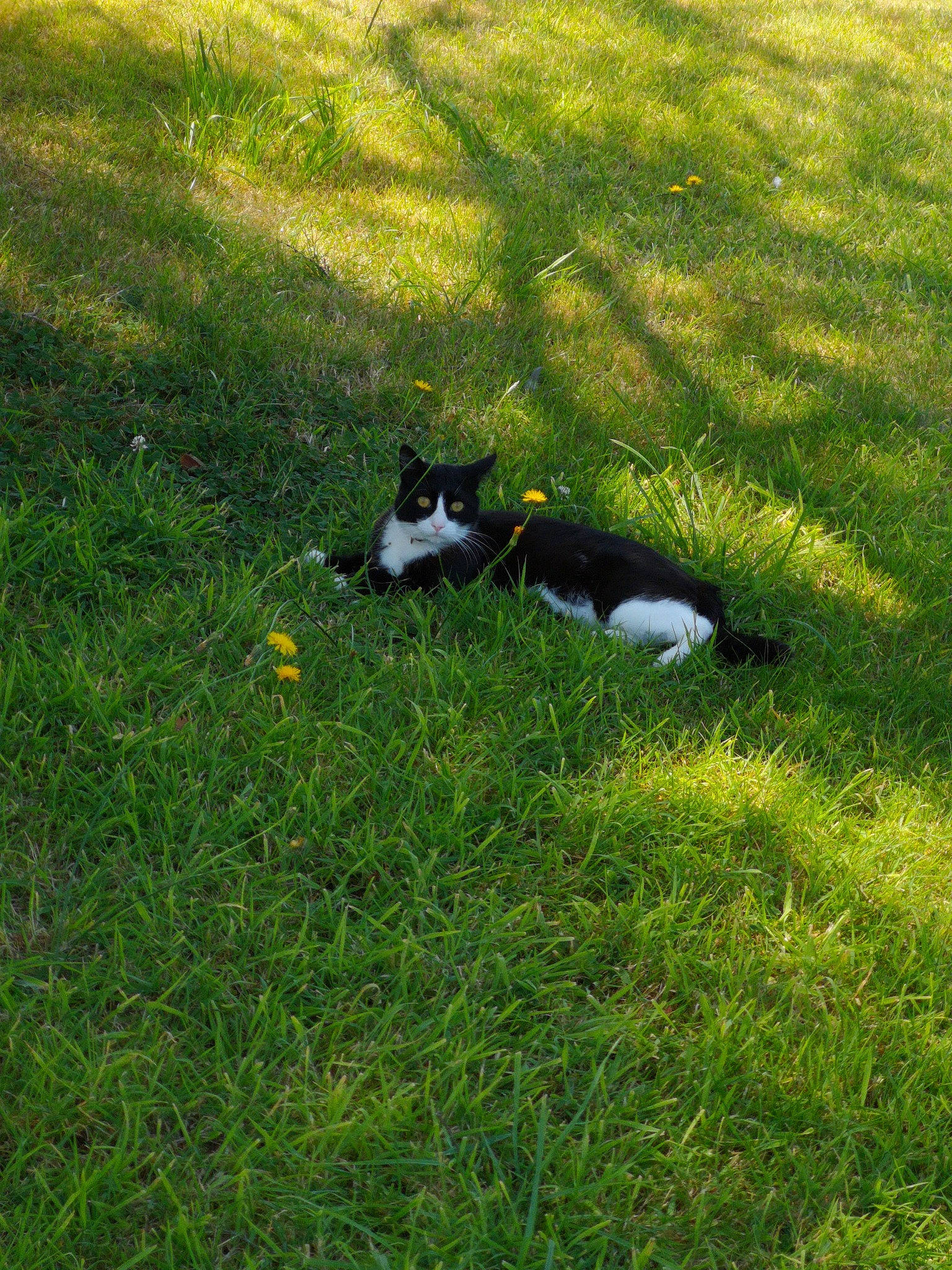 Oasis a rejoint le concours — aidez-le/la à gagner de superbes lots ! canidae, carnivore, dog, dog_breed, grass, grass_family, green, lawn, meadow, pasture, plant, rat_terrier, tail, toy_fox_terrier