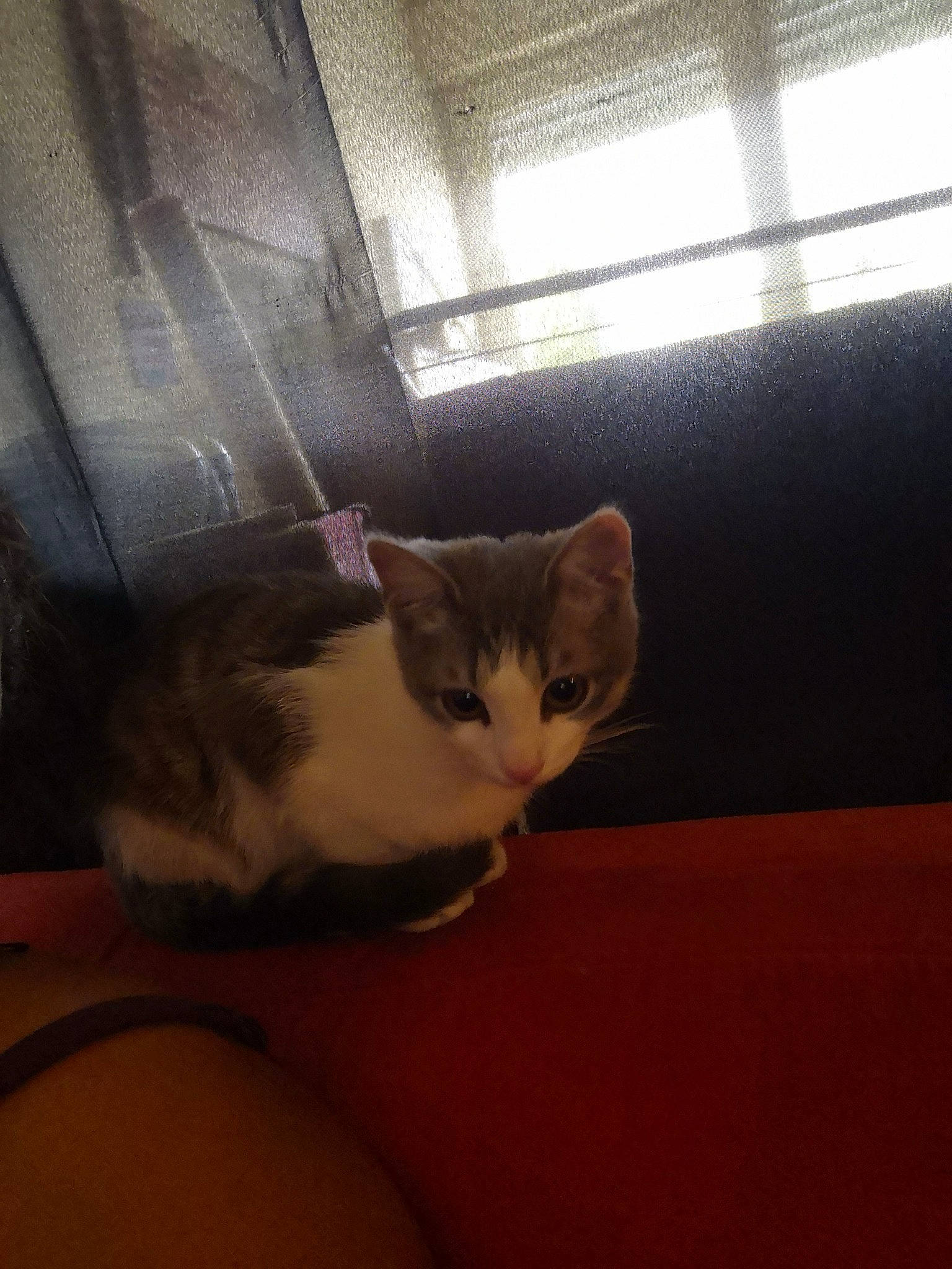 Pepsi a rejoint le concours — aidez-le/la à gagner de superbes lots ! carnivore, cat, domestic_short_haired_cat, ear, european_shorthair, felidae, kitten, sky, small_to_medium_sized_cats, whiskers