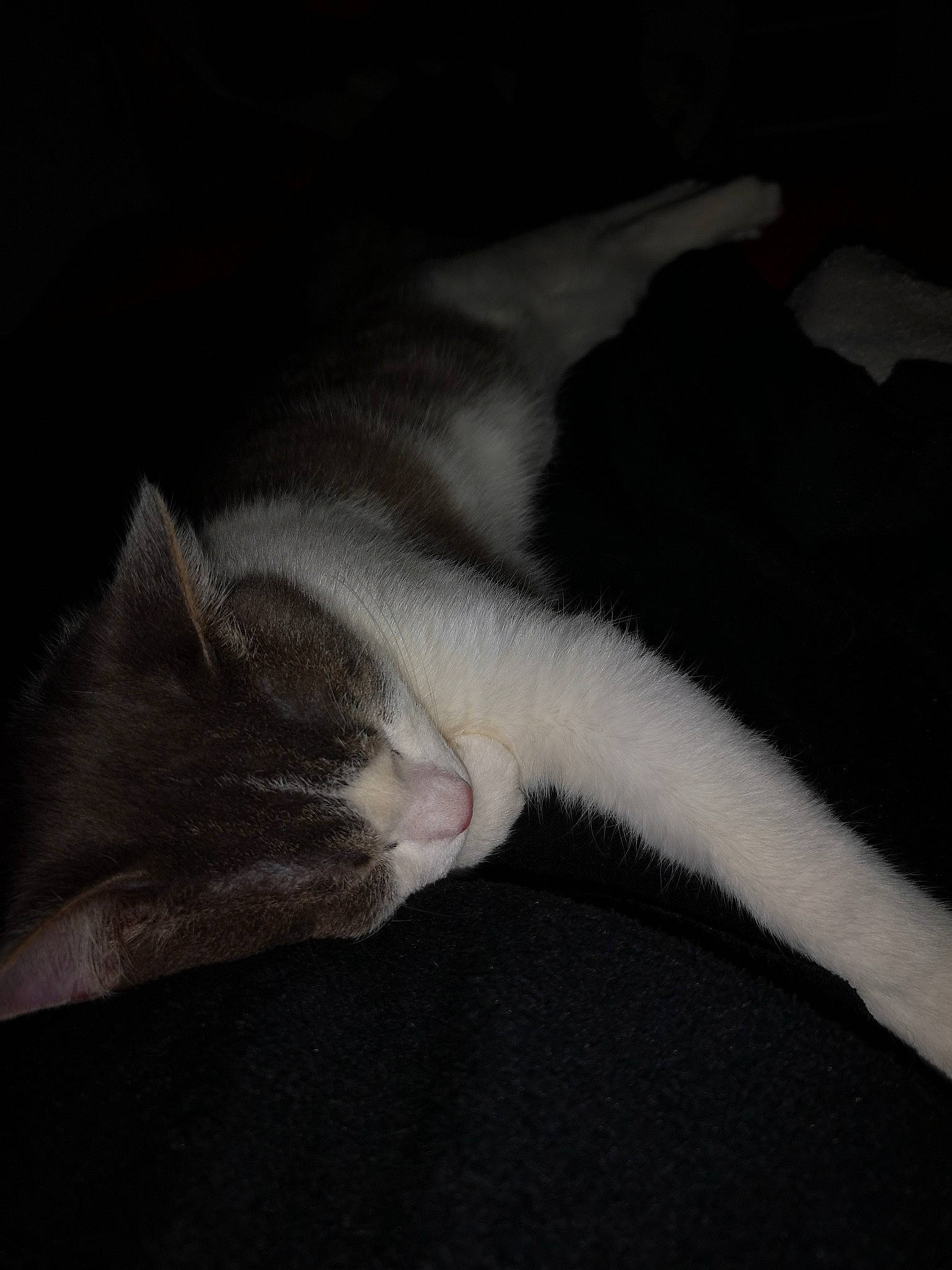 Pepsi participe au concours pour gagner de l'argent avec cette photo : black, black_and_white, carnivore, cat, darkness, felidae, fur, nap, night, norwegian_forest_cat, paw, polydactyl_cat, sleep, small_to_medium_sized_cats, tail, whiskers