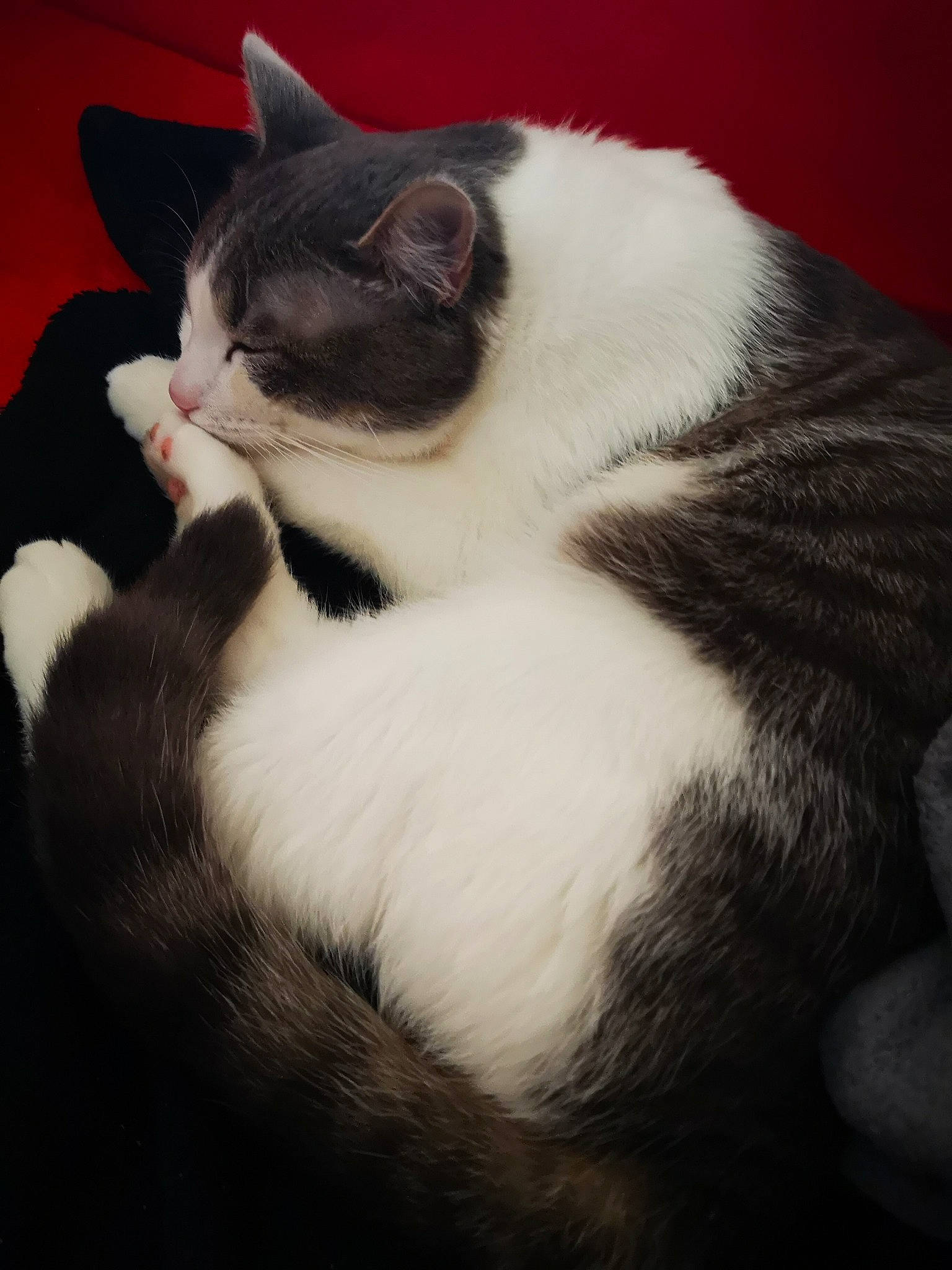 Pepsi participe au concours pour gagner de l'argent avec cette photo : american_wirehair, black_and_white, carnivore, cat, domestic_short_haired_cat, felidae, fur, kitten, mammal, paw, polydactyl_cat, small_to_medium_sized_cats, snout, tail, whiskers